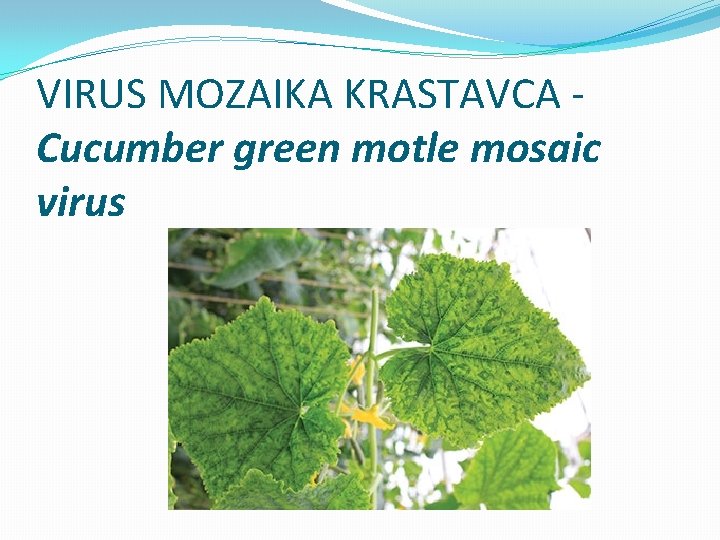 VIRUS MOZAIKA KRASTAVCA Cucumber green motle mosaic virus 