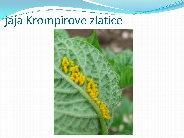 jaja Krompirove zlatice 