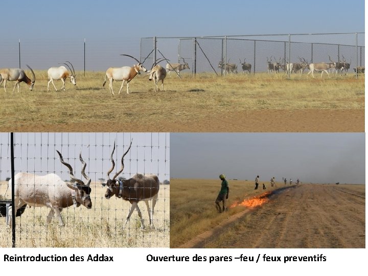 Reintroduction des Addax Ouverture des pares –feu / feux preventifs 