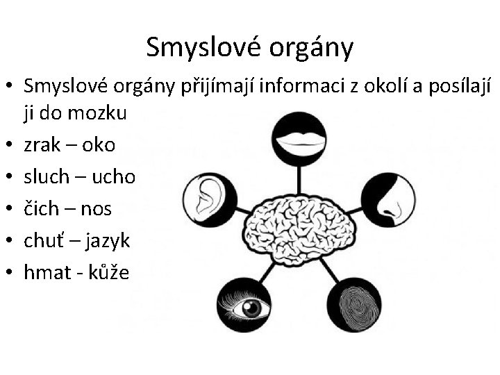 Smyslové orgány • Smyslové orgány přijímají informaci z okolí a posílají ji do mozku