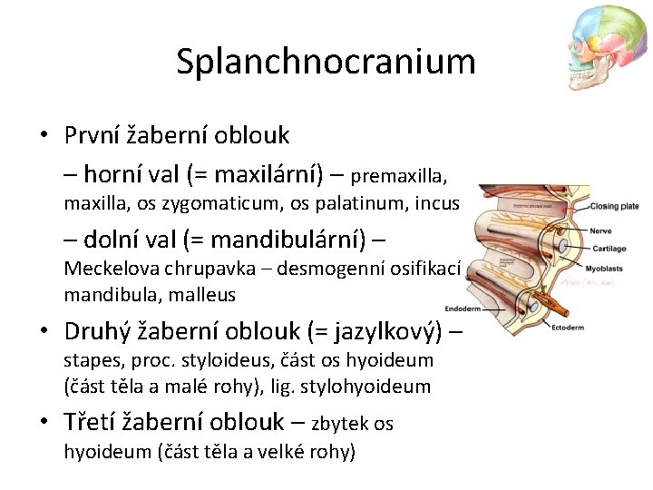 Splanchnocranium • První žaberní oblouk – horní val (= maxilární) – premaxilla, os zygomaticum,