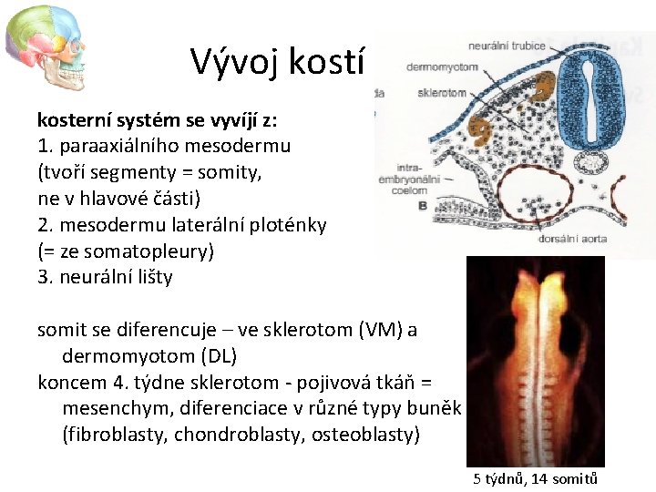 Vývoj kostí kosterní systém se vyvíjí z: 1. paraaxiálního mesodermu (tvoří segmenty = somity,