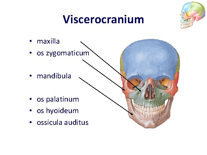 Viscerocranium • maxilla • os zygomaticum • mandibula • os palatinum • os hyoideum
