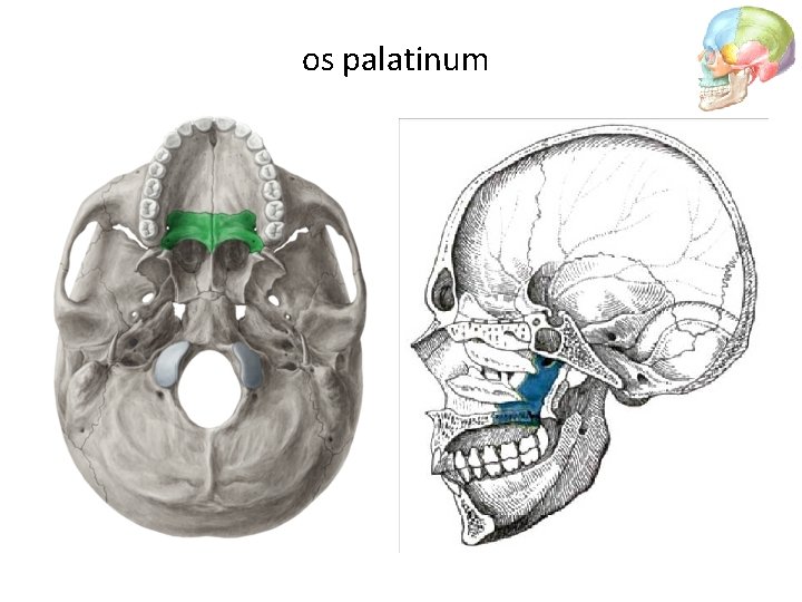 os palatinum 