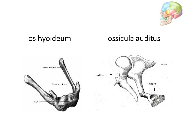 os hyoideum ossicula auditus 