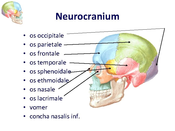 Neurocranium • • • os occipitale os parietale os frontale os temporale os sphenoidale