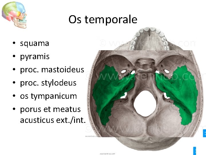 Os temporale • • • squama pyramis proc. mastoideus proc. stylodeus os tympanicum porus