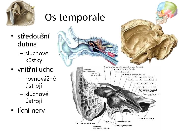 Os temporale • středoušní dutina – sluchové kůstky • vnitřní ucho – rovnovážné ústrojí