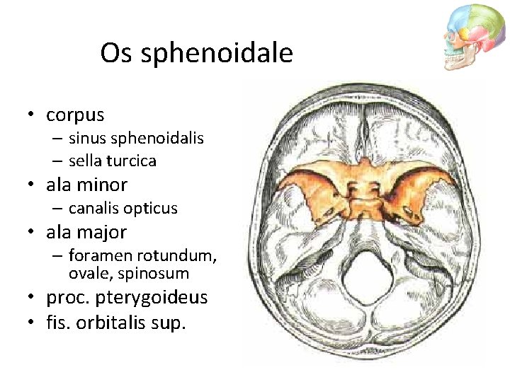 Os sphenoidale • corpus – sinus sphenoidalis – sella turcica • ala minor –
