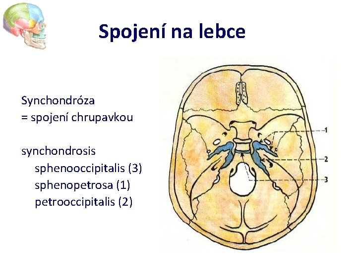Spojení na lebce Synchondróza = spojení chrupavkou synchondrosis sphenooccipitalis (3) sphenopetrosa (1) petrooccipitalis (2)