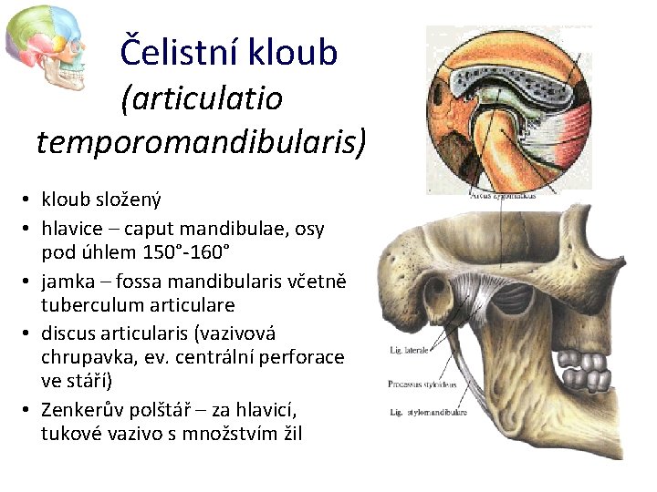 Čelistní kloub (articulatio temporomandibularis) • kloub složený • hlavice – caput mandibulae, osy pod