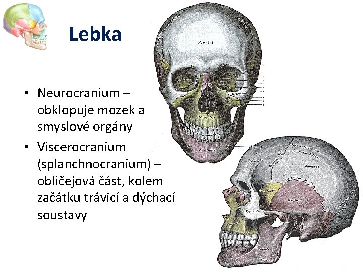Lebka • Neurocranium – obklopuje mozek a smyslové orgány • Viscerocranium (splanchnocranium) – obličejová
