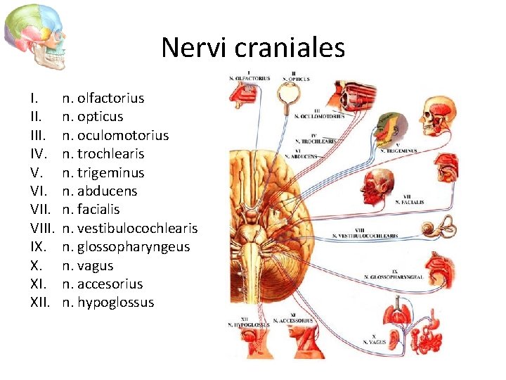 Nervi craniales I. III. IV. V. VIII. IX. X. XII. n. olfactorius n. opticus