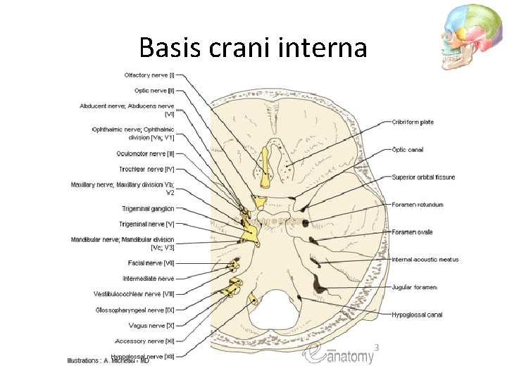Basis crani interna 