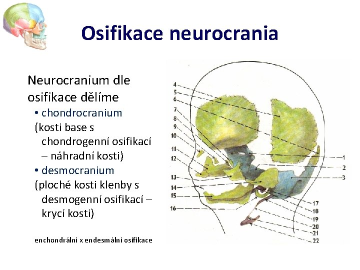 Osifikace neurocrania Neurocranium dle osifikace dělíme • chondrocranium (kosti base s chondrogenní osifikací –