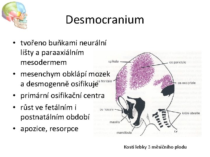 Desmocranium • tvořeno buňkami neurální lišty a paraaxiálním mesodermem • mesenchym obklápí mozek a