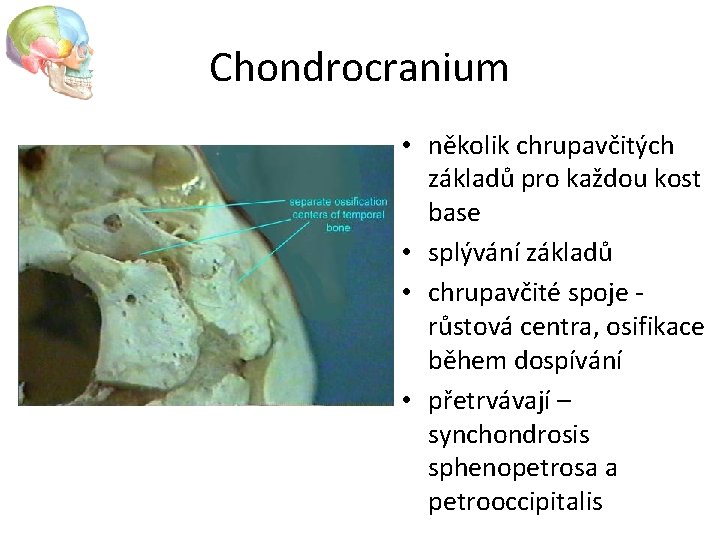 Chondrocranium • několik chrupavčitých základů pro každou kost base • splývání základů • chrupavčité