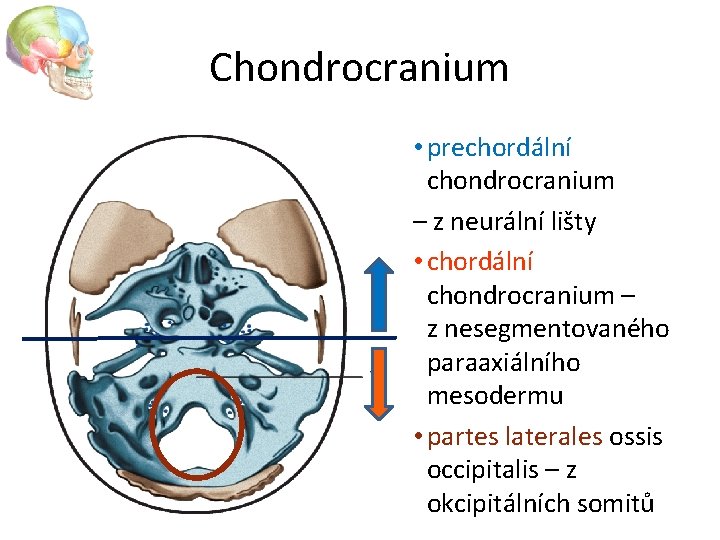 Chondrocranium • prechordální chondrocranium – z neurální lišty • chordální chondrocranium – z nesegmentovaného