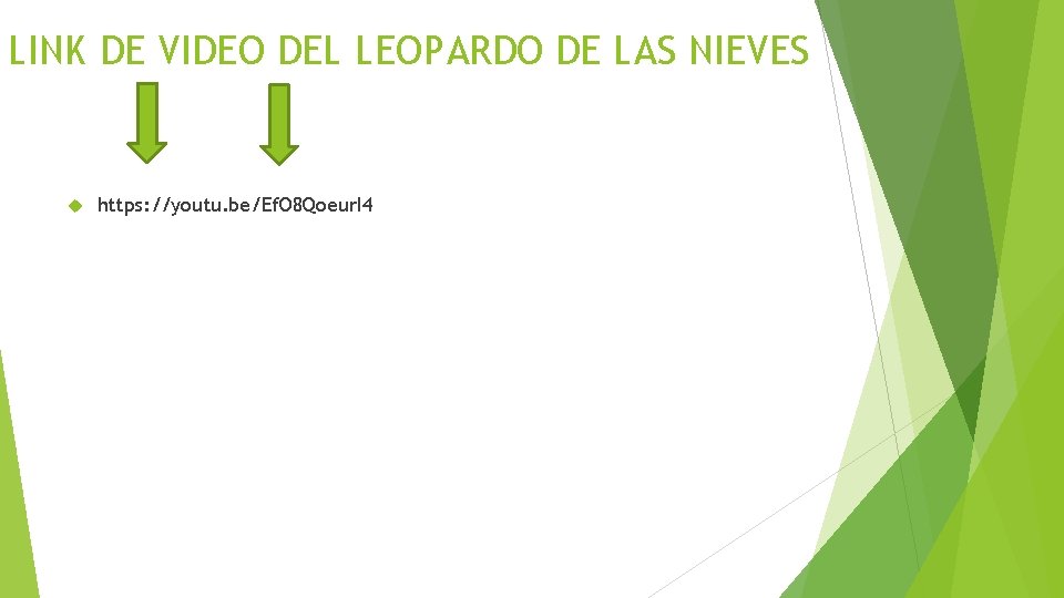 LINK DE VIDEO DEL LEOPARDO DE LAS NIEVES https: //youtu. be/Ef. O 8 Qoeur.