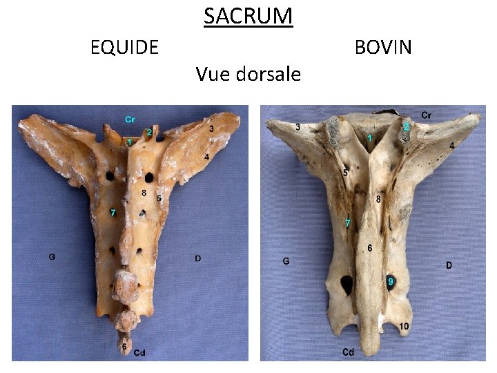 SACRUM EQUIDE BOVIN Vue dorsale 