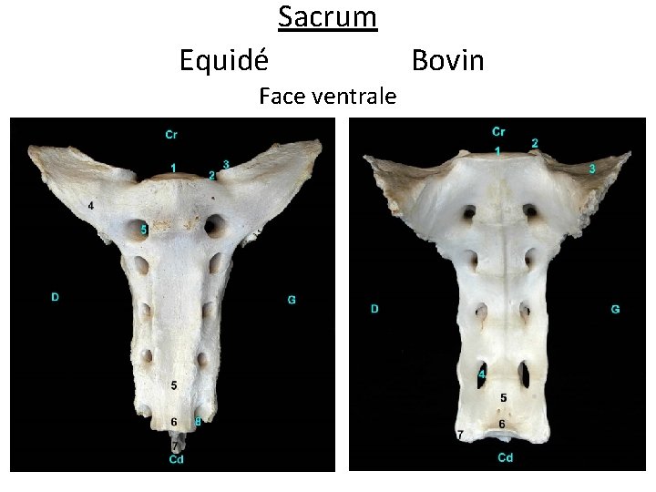 Sacrum Equidé Face ventrale Bovin 