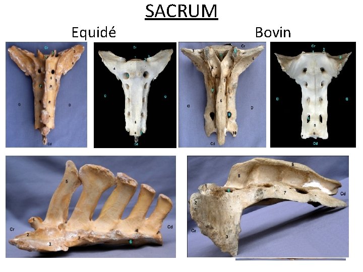 Equidé SACRUM Bovin 