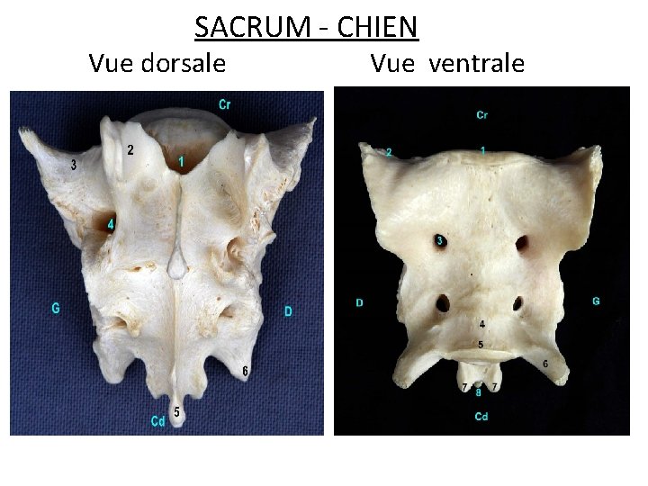 SACRUM - CHIEN Vue dorsale Vue ventrale 