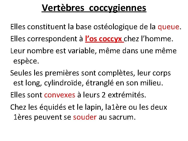 Vertèbres coccygiennes Elles constituent la base ostéologique de la queue. Elles correspondent à l’os