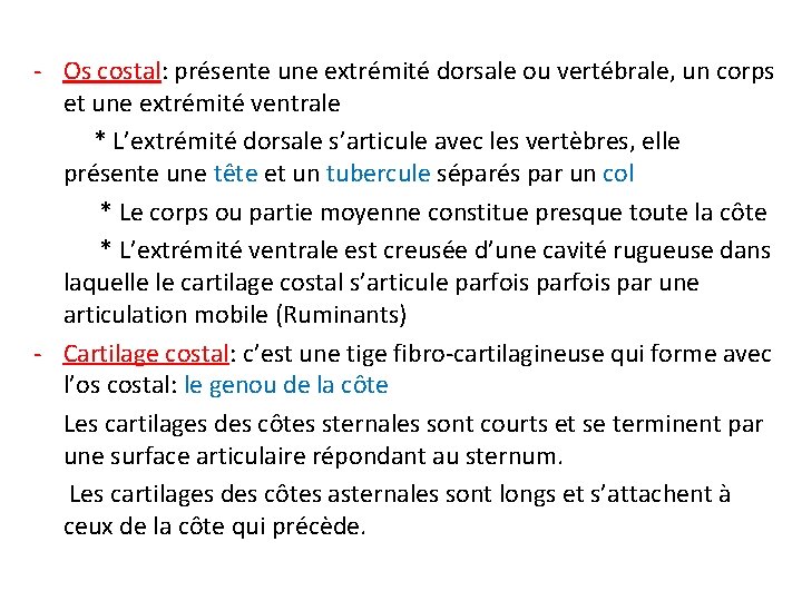 - Os costal: présente une extrémité dorsale ou vertébrale, un corps et une extrémité