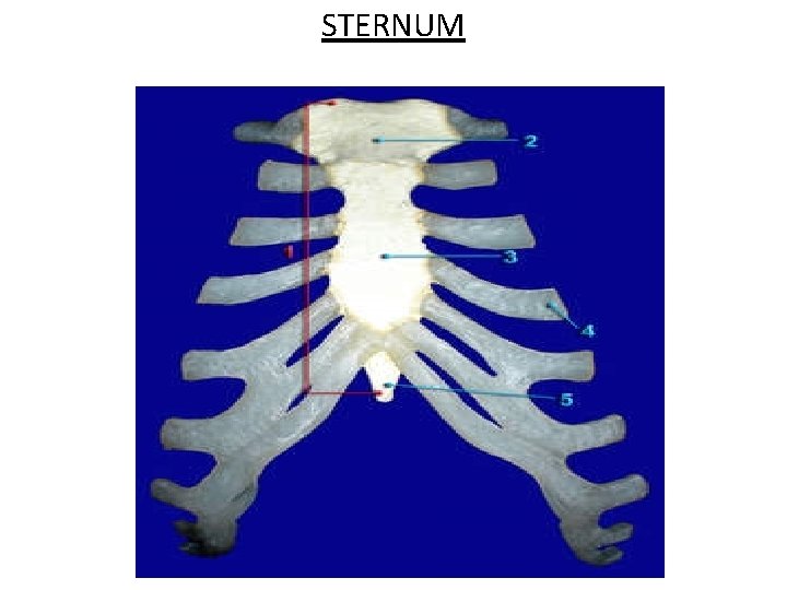 STERNUM 