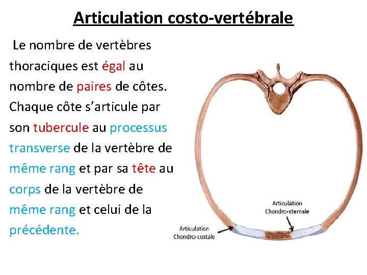 Articulation costo-vertébrale Le nombre de vertèbres thoraciques est égal au nombre de paires de