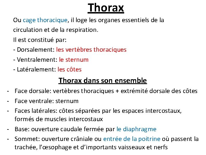 Thorax Ou cage thoracique, il loge les organes essentiels de la circulation et de
