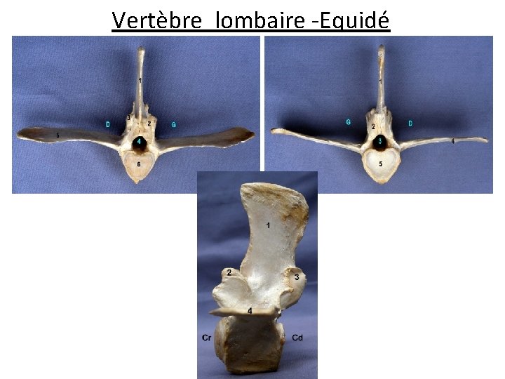 Vertèbre lombaire -Equidé 