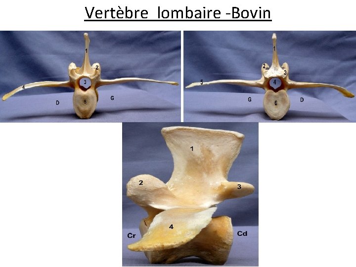 Vertèbre lombaire -Bovin 