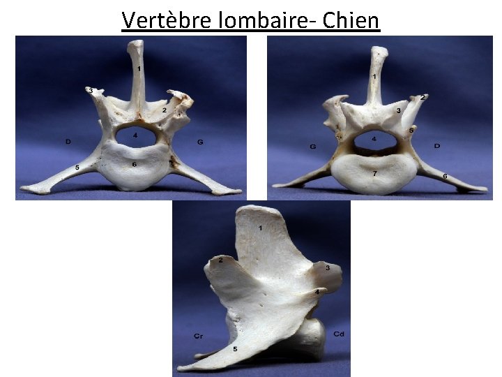 Vertèbre lombaire- Chien 