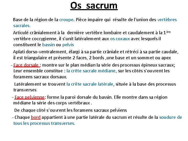 Os sacrum Base de la région de la croupe. Pièce impaire qui résulte de