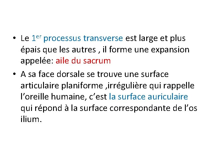  • Le 1 er processus transverse est large et plus épais que les