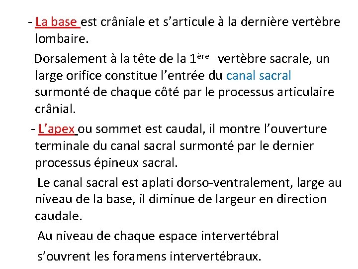 - La base est crâniale et s’articule à la dernière vertèbre lombaire. Dorsalement à