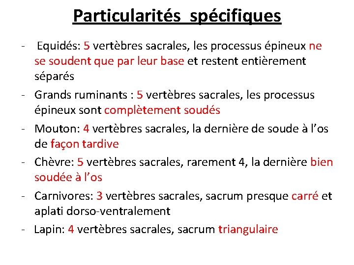 Particularités spécifiques - Equidés: 5 vertèbres sacrales, les processus épineux ne se soudent que