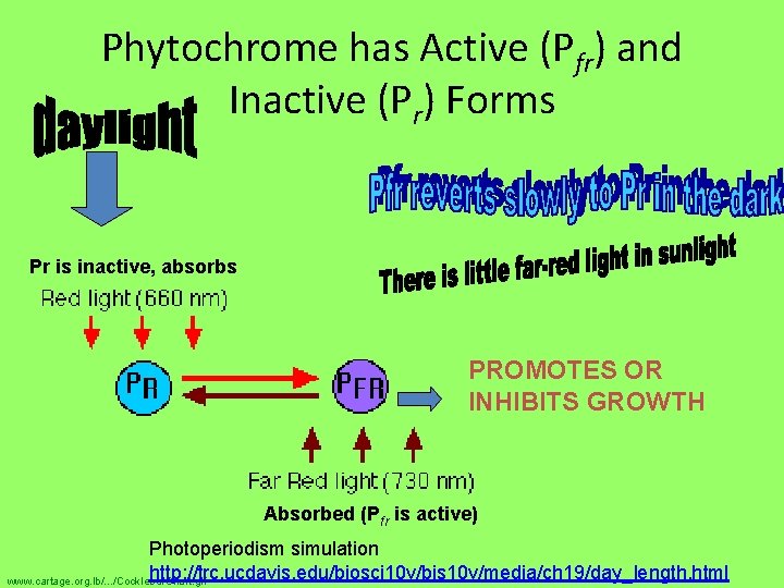 Phytochrome has Active (Pfr) and Inactive (Pr) Forms Pr is inactive, absorbs PROMOTES OR