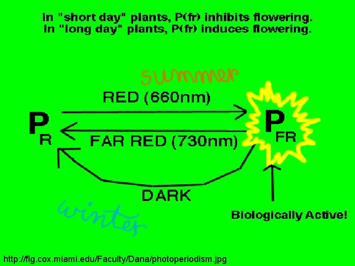 http: //fig. cox. miami. edu/Faculty/Dana/photoperiodism. jpg 