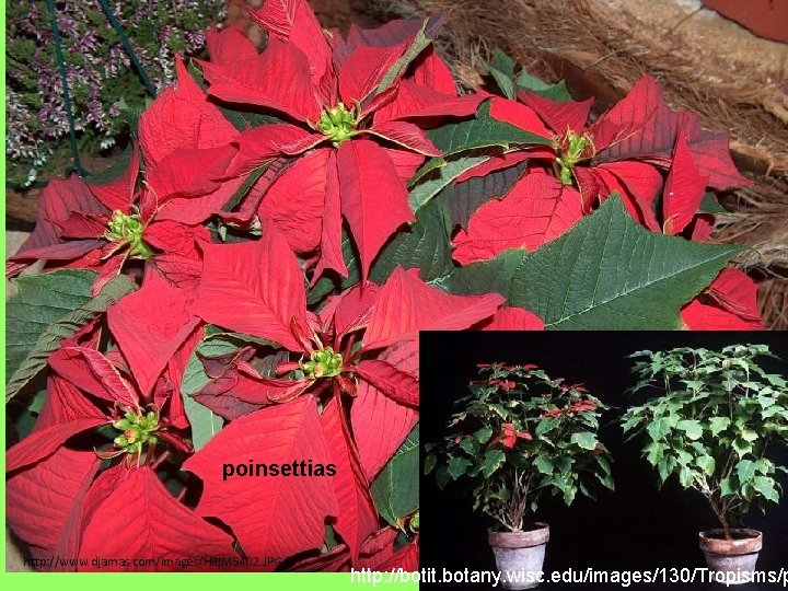 poinsettias http: //www. djamas. com/images/HPIM 5402. JPG http: //botit. botany. wisc. edu/images/130/Tropisms/p 