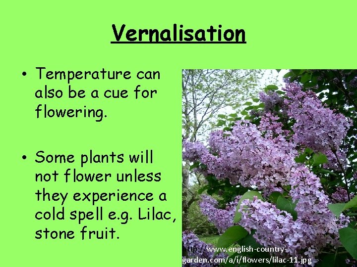 Vernalisation • Temperature can also be a cue for flowering. • Some plants will