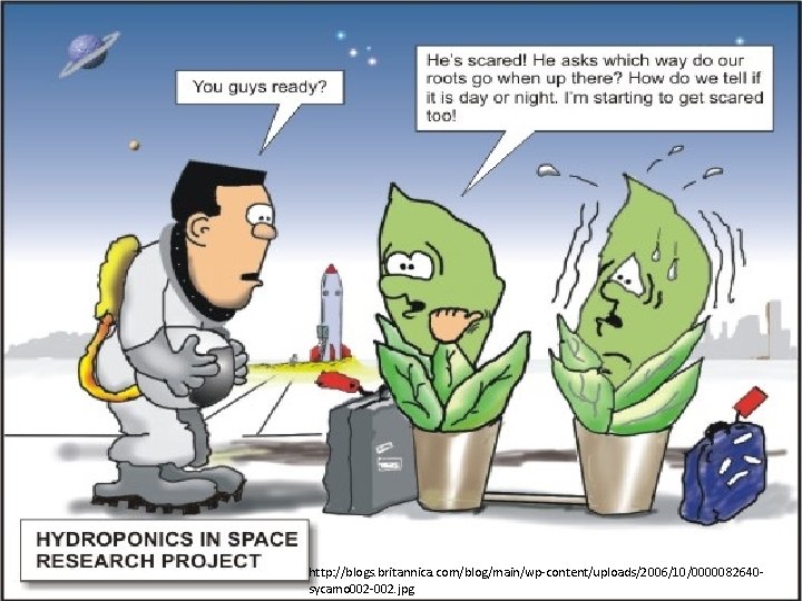 Plant Timing Responses http: //blogs. britannica. com/blog/main/wp-content/uploads/2006/10/0000082640 sycamo 002 -002. jpg 