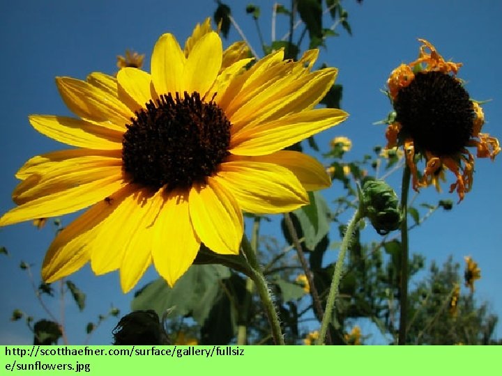 http: //scotthaefner. com/surface/gallery/fullsiz e/sunflowers. jpg 