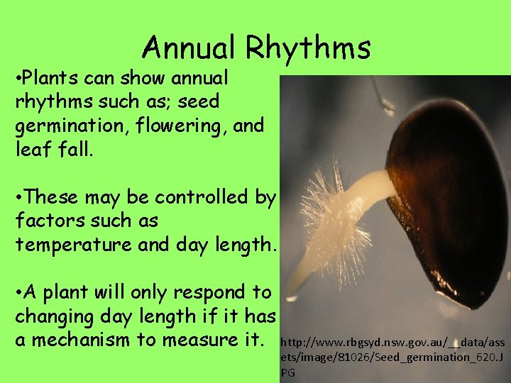 Annual Rhythms • Plants can show annual rhythms such as; seed germination, flowering, and