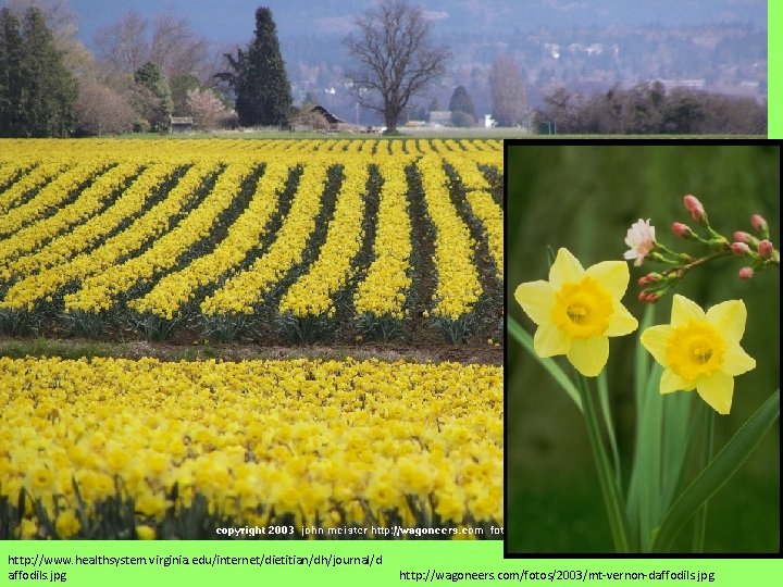 http: //www. healthsystem. virginia. edu/internet/dietitian/dh/journal/d affodils. jpg http: //wagoneers. com/fotos/2003/mt-vernon-daffodils. jpg 