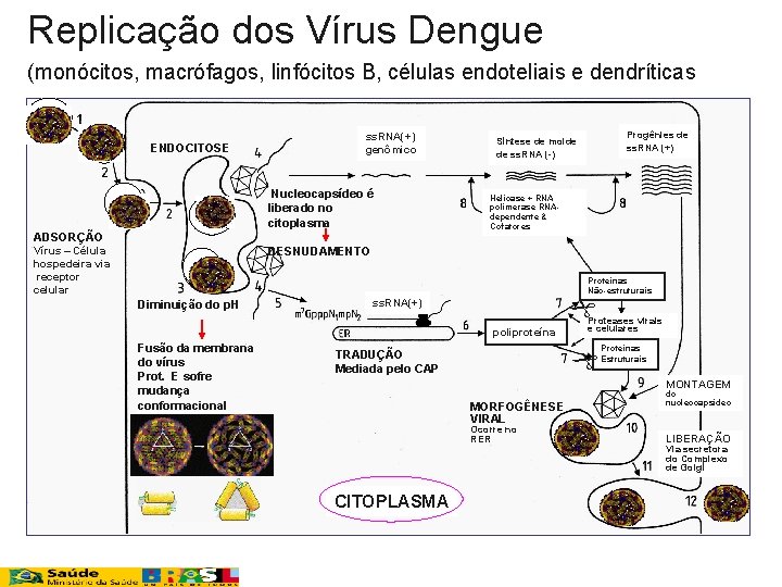 Replicação dos Vírus Dengue (monócitos, macrófagos, linfócitos B, células endoteliais e dendríticas ENDOCITOSE ss.