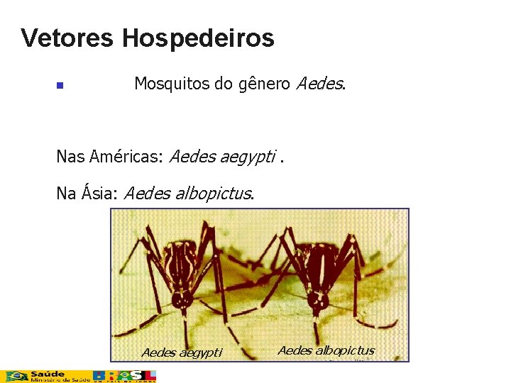 Vetores Hospedeiros n Mosquitos do gênero Aedes. Nas Américas: Aedes aegypti. Na Ásia: Aedes