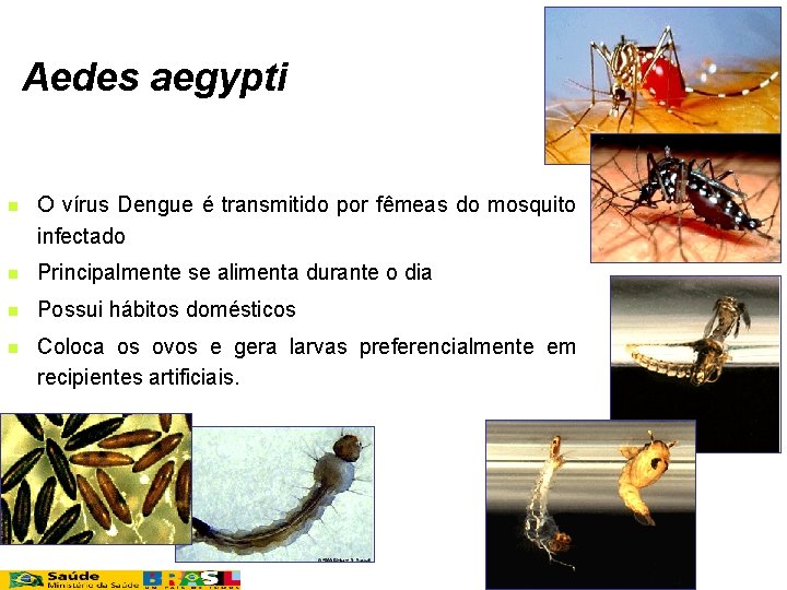 Aedes aegypti n O vírus Dengue é transmitido por fêmeas do mosquito infectado n